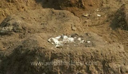 Gujarat-Nests-2.flv