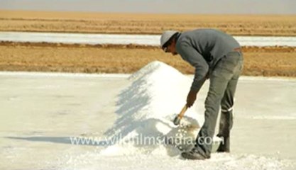 Gujarat-Salt collecting-2.flv