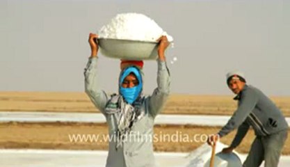 Gujarat-Salt collecting-4.flv