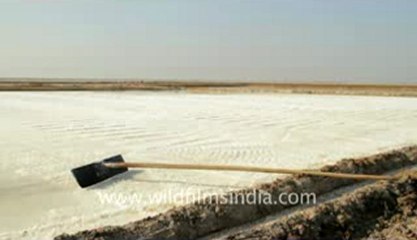 Gujarat-Salt collecting-6.flv