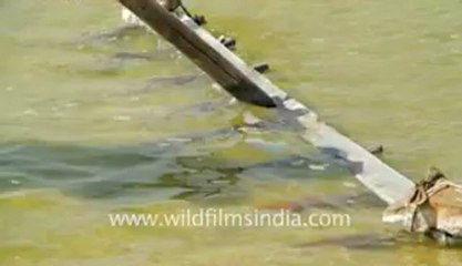 Gujarat-Working on Salt pan-3.flv