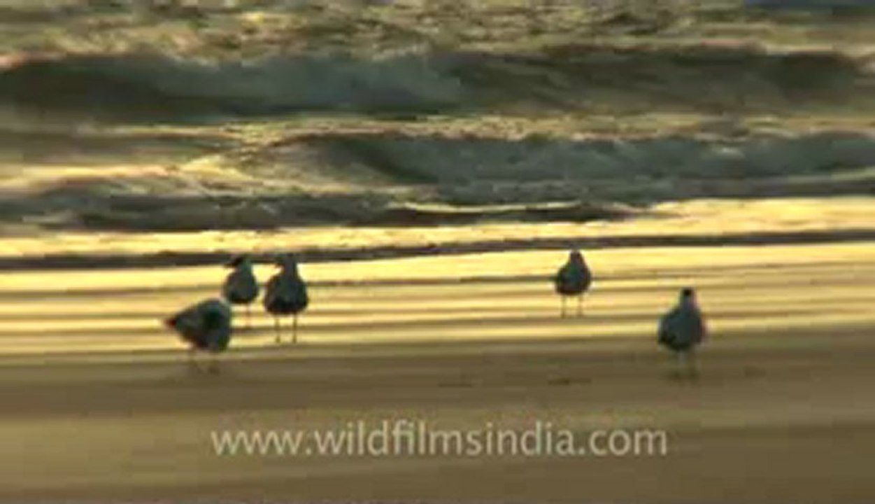 Gujarat-hdv-285-Bird-2.flv