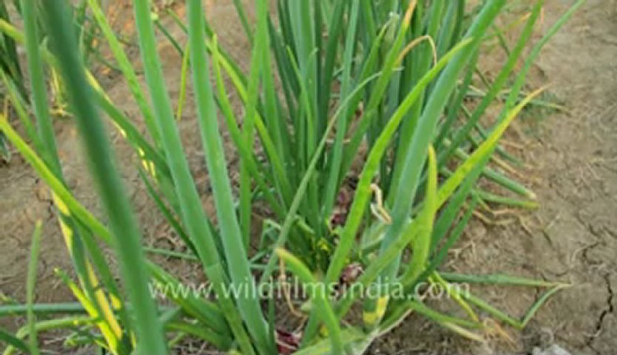 Gujarat-onion.flv