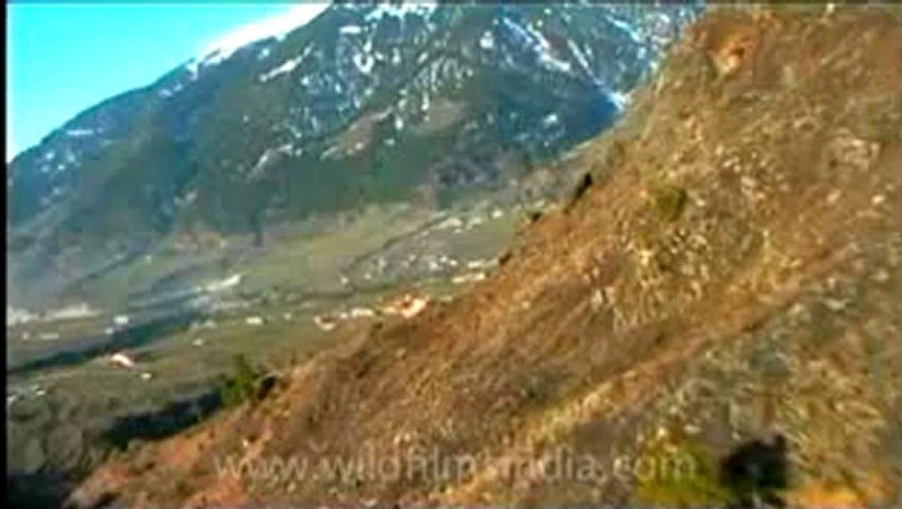 Heli-Skiing Film-1.flv