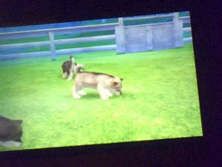 nintendogs + cats le chenil