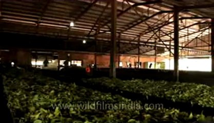 Indonesia-Sumatra-Tea Factory-1.flv