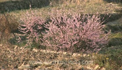 Jhum cultivation in Jakhama-Z-1-hdv-13-1.flv