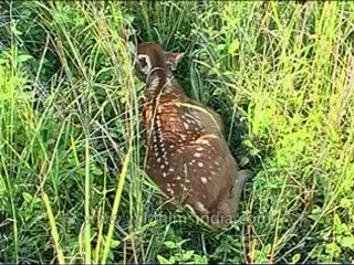 Kanha-deer-mdv-568-5.flv