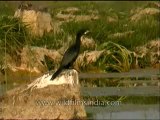 Ken river-birds-mdv-138-19.flv
