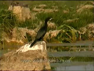 Ken river-birds-mdv-138-19.flv