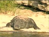 Ken river-crocodile-mdv-138-16.flv