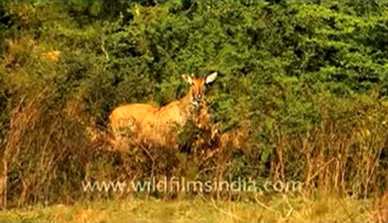 Keoladeo and Ranthambore.flv