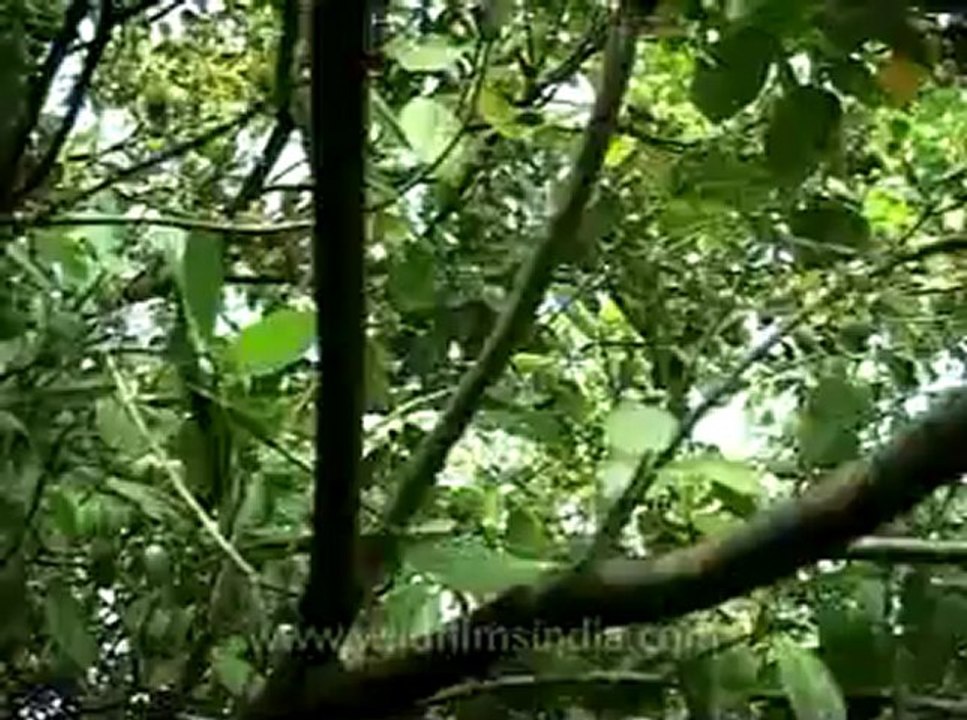 Kerala-backwaters-12.flv