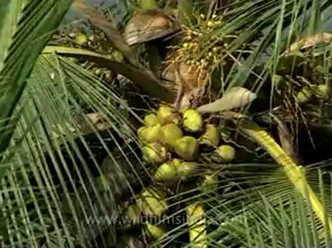 Kerala-backwaters-4.flv
