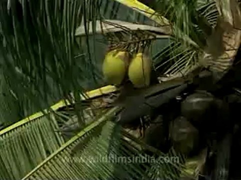 Kerala-backwaters-7.flv