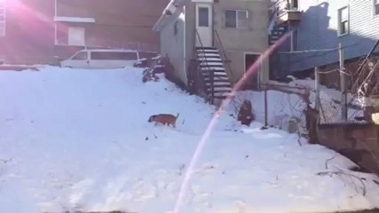Dog Playing in the Snow