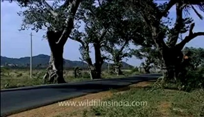 Kerala-windmills-2.flv