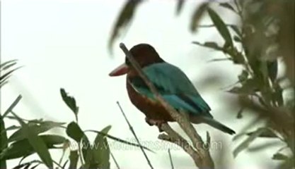 Kingfisher-bhandhavgarh-hdc-no name-1.flv