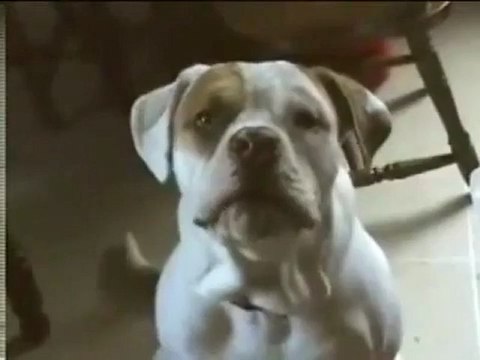 Komik Hayvanlar Ücretsiz oyunlar 0 cumlecevirici.org