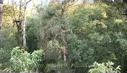 Kohima- Forest-Z-1-hdv-10-2.flv