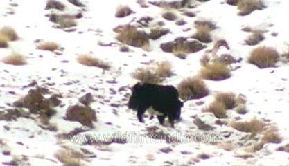 Ladakh-Yaks-Z-7-hdv-2-1.flv