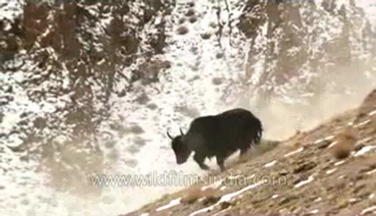 Ladakh-Yaks-Z-7-hdv-3-5.flv
