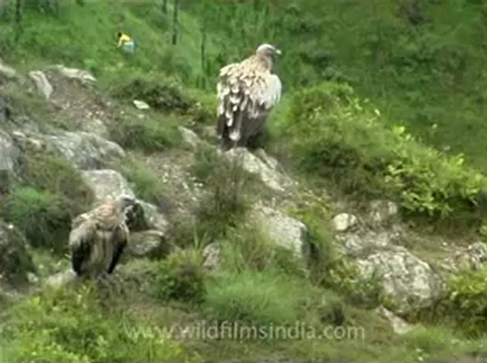 Lakhat-3.flv