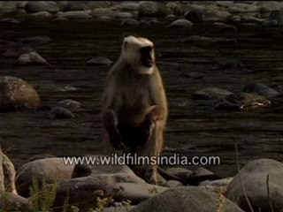 Langur in depression-MPEG-4 800Kbps.mp4