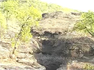 Langur-kanha-mdv-540-7.flv