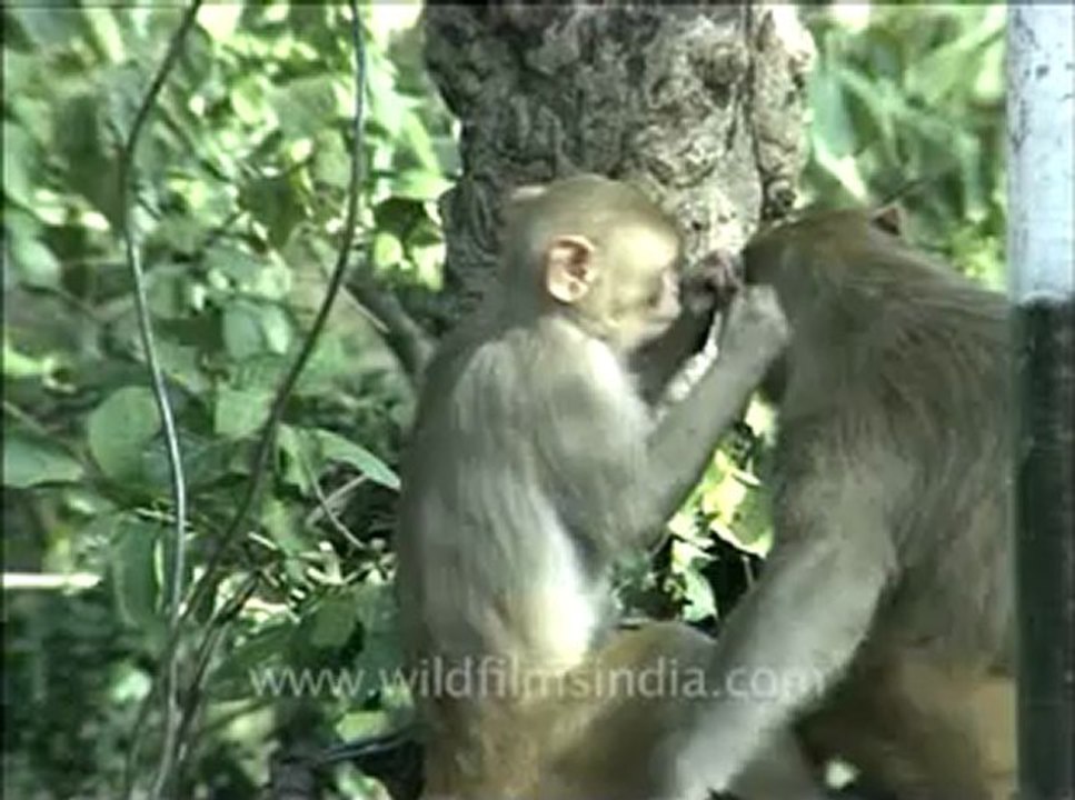 Macaque-Bl.flv