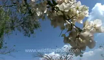 Mizoram-KV-fx-1-hdv-7-28.flv