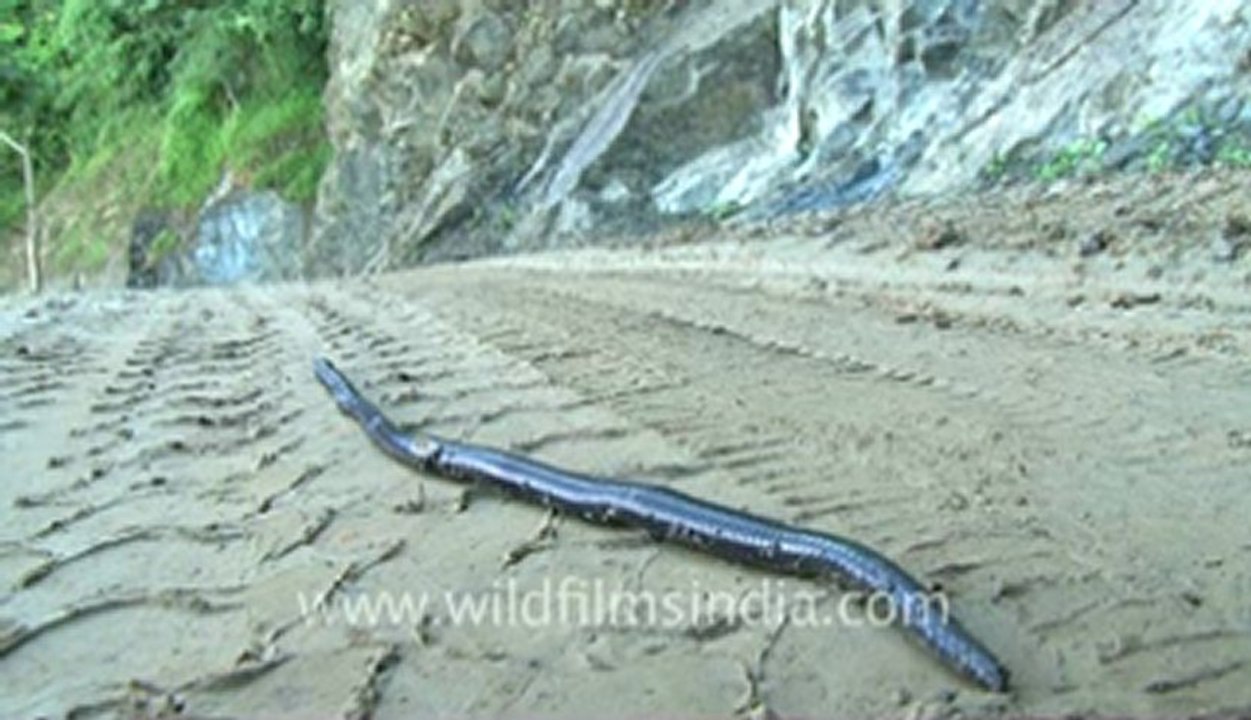 Mizoram-gain tapeworm-2.flv