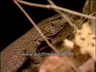 Monitor lizard-2-MPEG-4 800Kbps.mp4