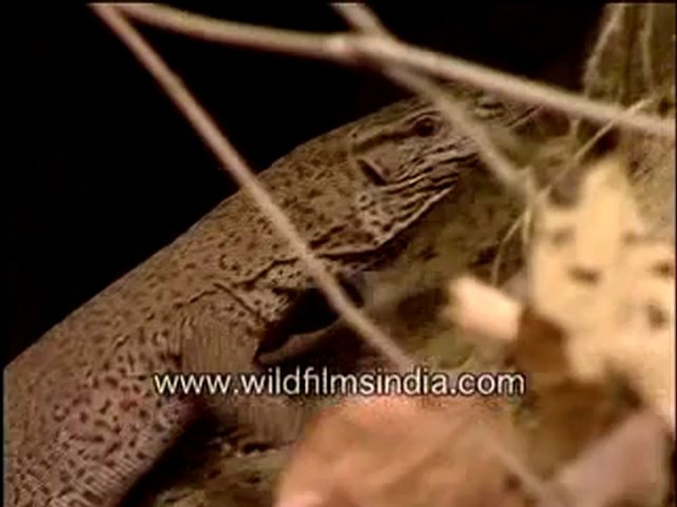 Monitor lizard-2-MPEG-4 800Kbps.mp4