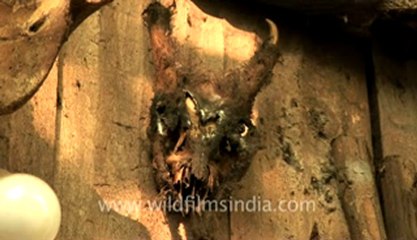 Naga heritage village-5.flv