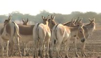 Rann-of-kutch-hdv-tape-1-wild asses-5.flv