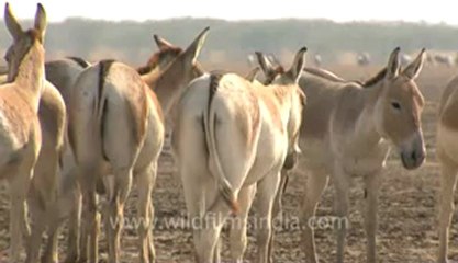 Rann-of-kutch-hdv-tape-1-wild asses-6.flv