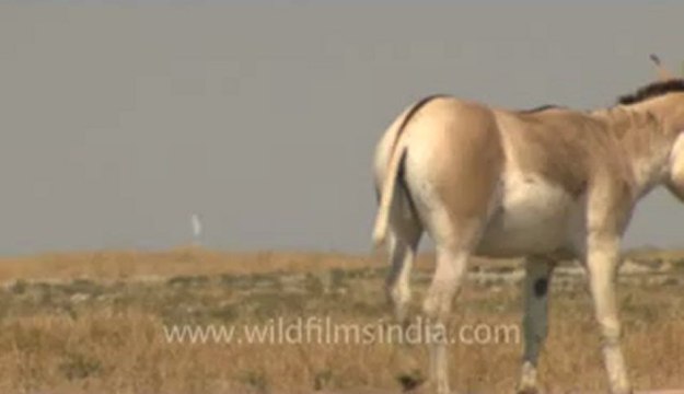 Rann-of-kutch-hdv-tape-1-wild asses-9.flv