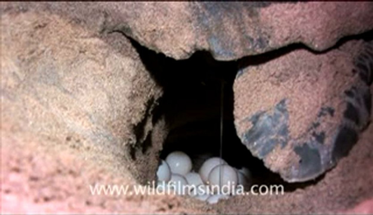 Olive Ridley Turtle-511-3.flv