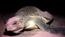 Olive Ridley Turtle-511-1.flv