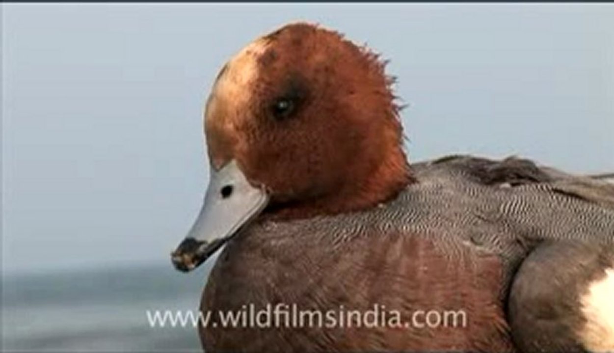 Olive Ridley Turtle-hdv-513-2mov.flv
