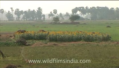 Olive Ridley Turtle-hdv-513-4mov.flv