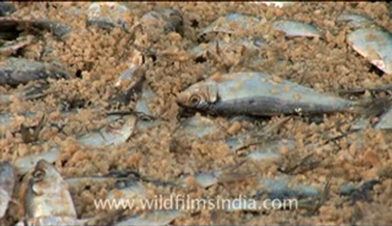Olive Ridley Turtle-hdv-513-7mov.flv