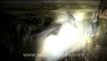 Olive Ridley Turtle-hdv-513-9mov.flv