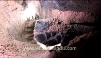 Olive Ridley Turtle-hdv-514-2.flv