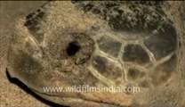 Olive Ridley Turtle-hdv-514-3.flv