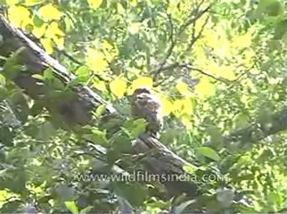 Owl-kanha-mdv-540-3.flv