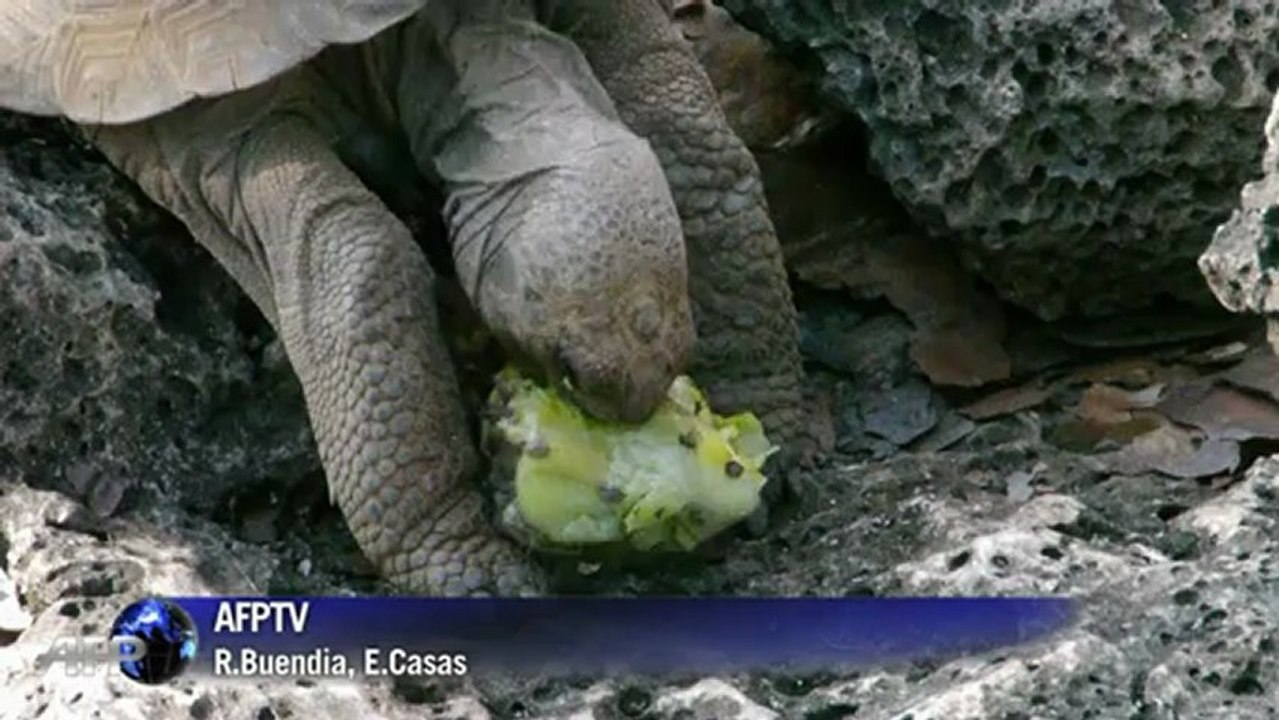Conservationists turn poisoners in the Galapagos