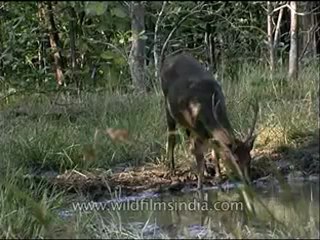 Panna-animal-mdv-129-14.flv