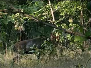 Panna-animal-mdv-129-16.flv